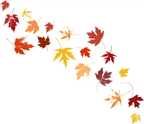 Vector illustration of Autumn maple leaves, orange fall leaf, thanksgiving or halloween design elements in orange red and yellow autumn colors, seasonal clip art or png design elements for border or background illustrations