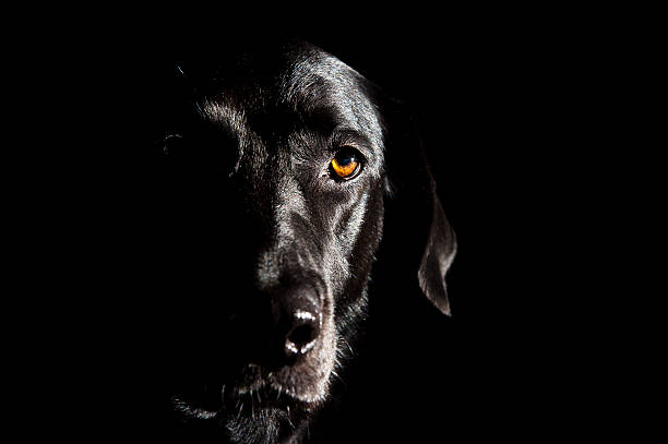 istock Black Labrador in portrait/ Black Labrador portrait 160135432