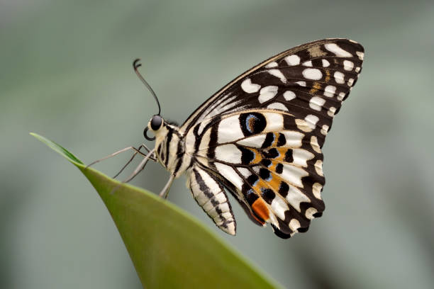 istock Beautiful butterfly with spread wings 1601356329