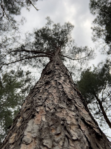 A view of a tall tree trunk extending upward into the sky, showing its texture and bark