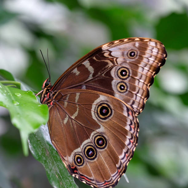 istock Beautiful butterfly with spread wings 1601356889