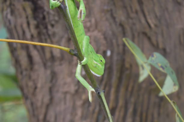 istock Green chameleon sitting on a green leaf 1601357980