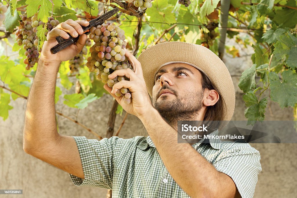 Фермер резания виноград - Стоковые фото 25-29 лет роялти-фри
