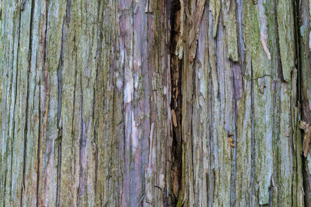 High-resolution close-up photo of a tree trunk.