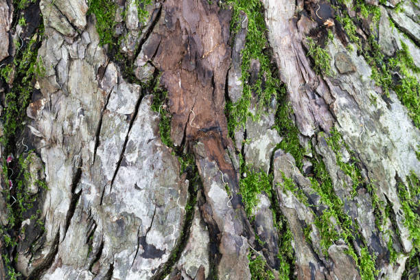 High-resolution close-up photo of a tree trunk.
