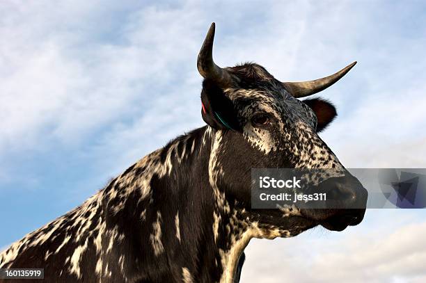 Nguni Cow 0명에 대한 스톡 사진 및 기타 이미지 - 0명, 가축, 검은색