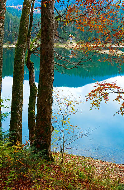 istock Autumn tree and Synevir lake 160136004