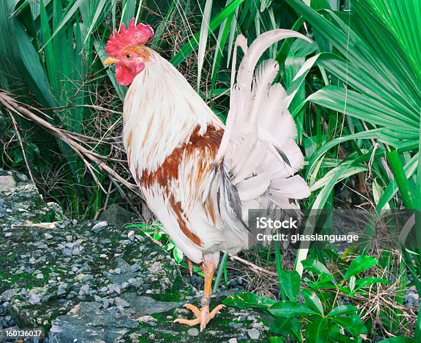 Rooster Odpoczywać Na Jednej Nodze - zdjęcia stockowe i więcej obrazów Bez ludzi - Bez ludzi, Biały, Drób