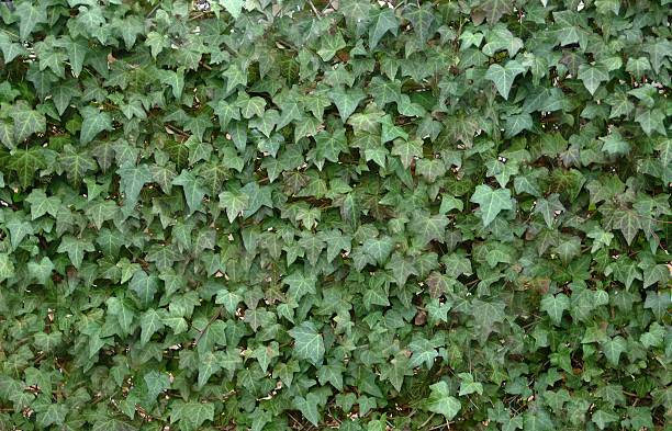 English Ivy – Foto