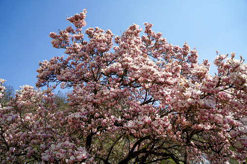 Magnolia tree in bloom with pink flowers against a blue sky on the bush