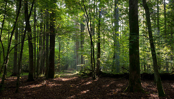istock Path crossing deciduous stand of Bialowieza Forest 160136388