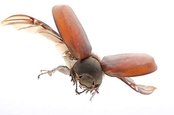 scarab may beetle stock photo