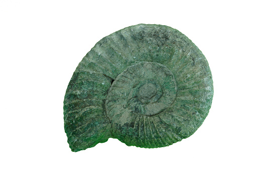 Fossil ammonite fossil isolated on white background with clipping path