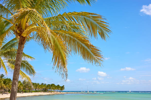 istock Coconut palm trees at a tropical beach, Yucatan Peninsula, Mexico 1601366872