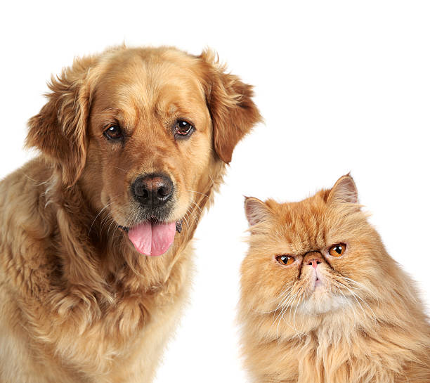 istock Dog and ginger cat on white background 160136783