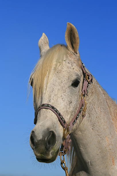 blanc horse - tête dun animal photos et images de collection