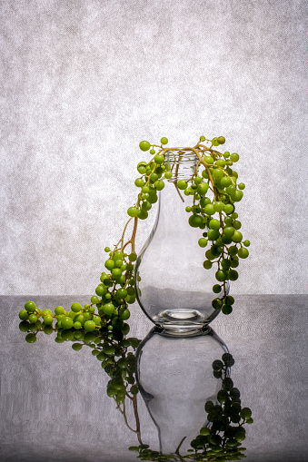 Grapes just harvested in an aluminium colander on a table in the garden. Grape leave and stem. rural scne in rustique garden. Stone wall and some plants in the background.