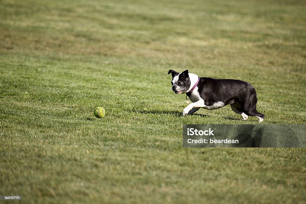 Terrier approche de - Photo de Balle de tennis libre de droits