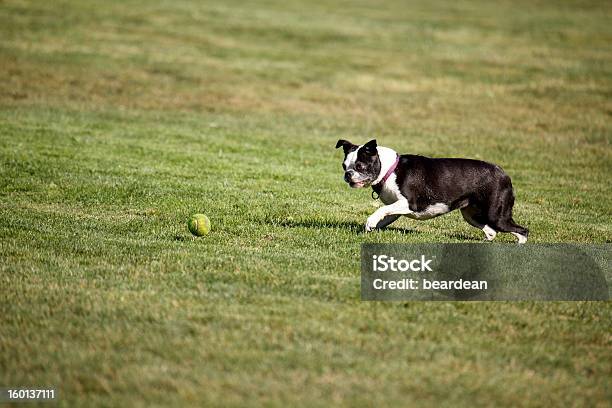 Photo libre de droit de Terrier Approche De banque d'images et plus d'images libres de droit de Balle de tennis - Balle de tennis, Champ, Chien