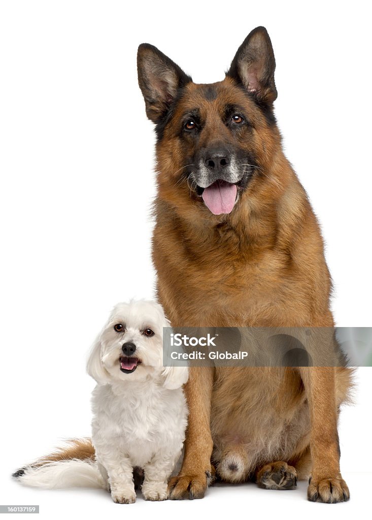 Perro pastor alemán, y maltés, fondo blanco. - Foto de stock de Amistad libre de derechos