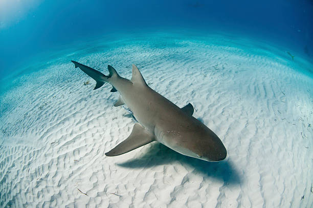 Topview Of A Lemon Shark Stock Photo - Download Image Now - Shark