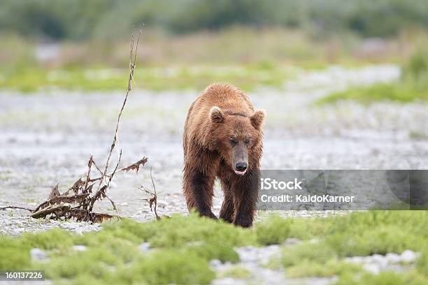 Photo libre de droit de Ours Brun banque d'images et plus d'images libres de droit de Alaska - État américain - Alaska - État américain, Faune, Faune sauvage