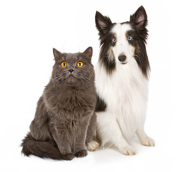 istock Shetland Sheepdog and Gray Cat 160137428