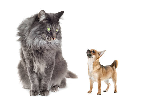 istock Norwegian Forest Cat and a Chihuahua dog 160137679