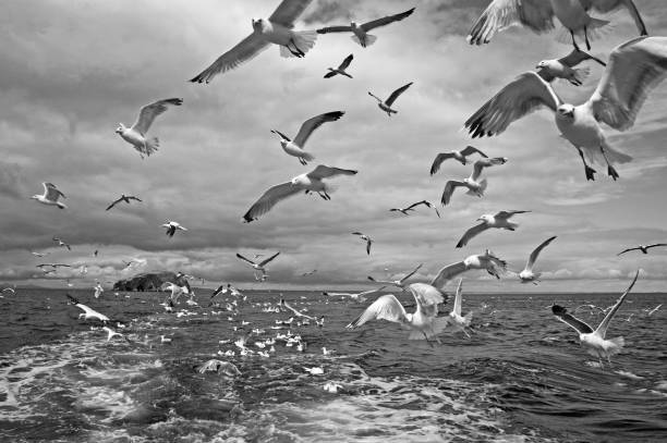 istock Birds following fishing boat 160137832
