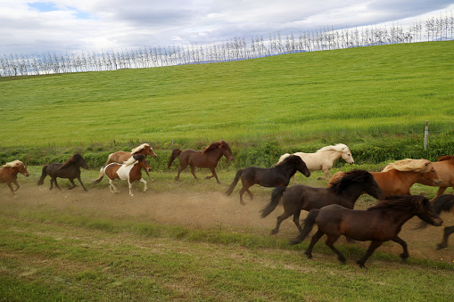 Iceland: -The Icelandic horse is a versatile and robust breed of horse or small horse originating in Iceland