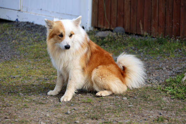 Iceland: -The Icelandic dog is used to guard Icelandic horses