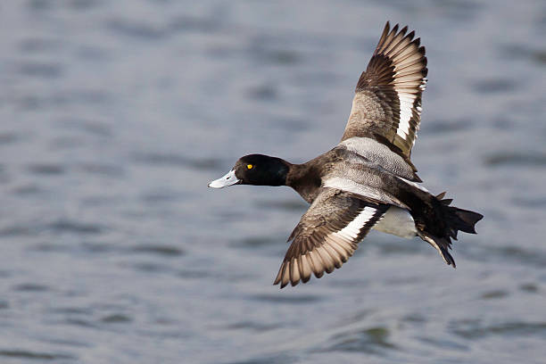 Greater Scaup in flight Greater Scaup in flight viewed from above. greater scaup stock pictures, royalty-free photos & images