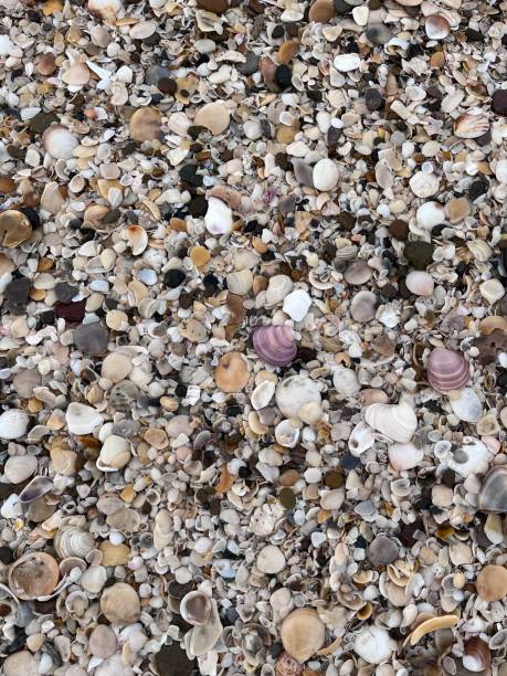 istock seashells on the seashore on the argentine atlantic coast 1601384095
