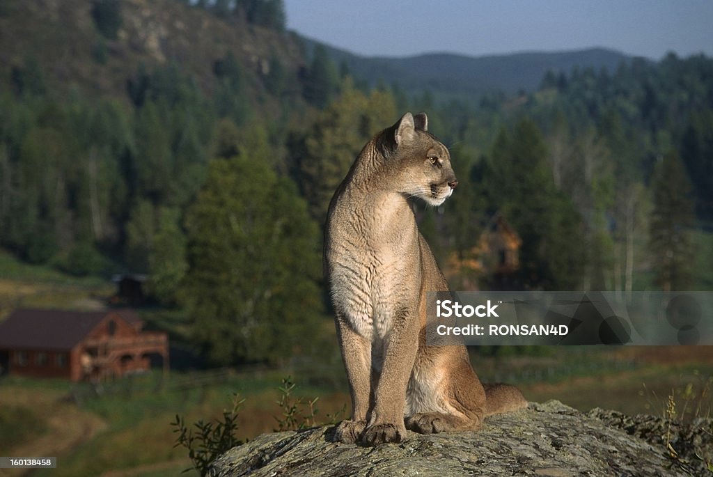 Cougar Cougar (Puma concolor) is a solitary carnivore with the greatest range of any mammal in the west. Because of its great range it often overlaps with human populations. It is a predator feeding only on meat however attacks on humans are rare. The Flathead,Montana Mountain Lion Stock Photo