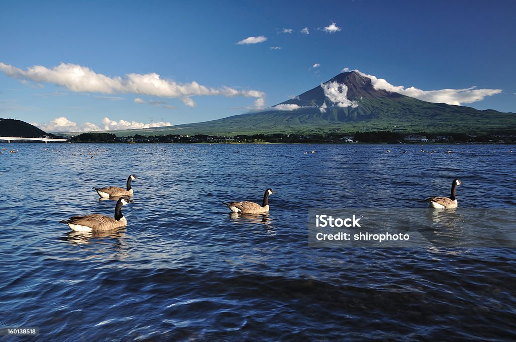 湖に浮かぶアヒルの富士山 - アジア大陸のロイヤリティフリーストックフォト