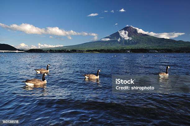 湖に浮かぶアヒルの富士山 - アジア大陸のストックフォトや画像を多数ご用意 - アジア大陸, 写真, 名声
