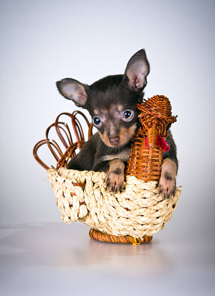 istock Puppy Russian toy terrier 160138526
