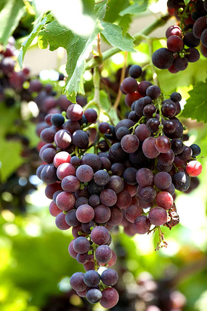 Grapes cluster stock photo