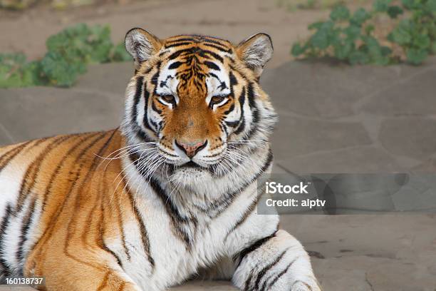 Tigre Di Siberia Dellamur - Fotografie stock e altre immagini di Animale - Animale, Animale selvatico, Cacciare