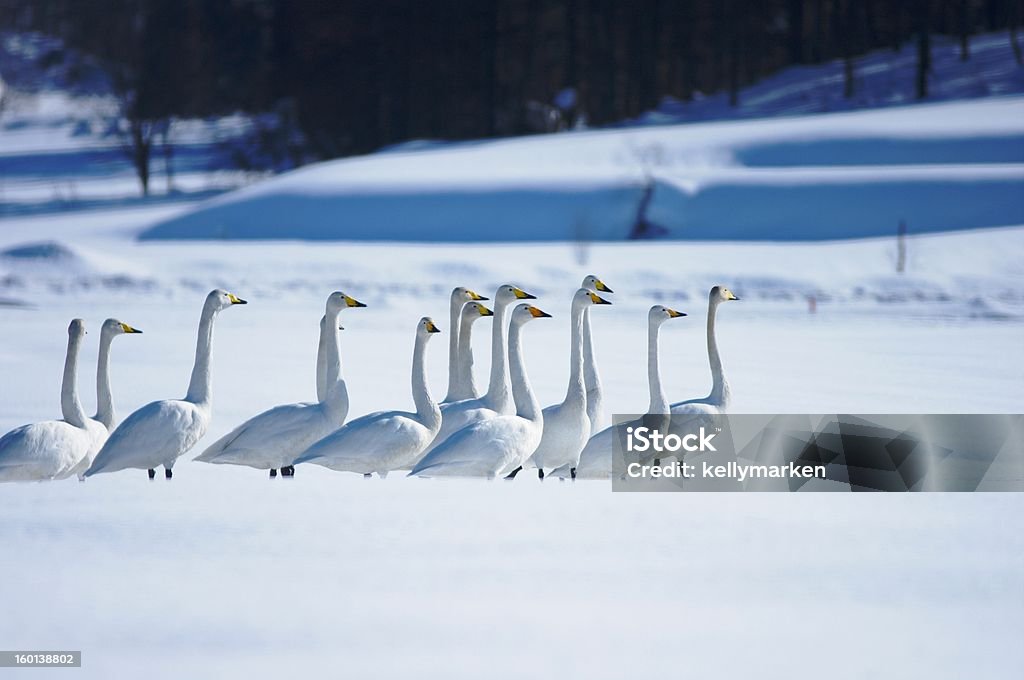 Março de Swans - Royalty-free Andar Foto de stock