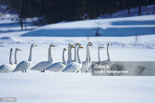 Março De Swans - Fotografias de stock e mais imagens de Andar - Andar, Cisne, Fila - Arranjo