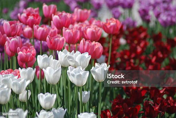 Kwiatów Tle Z Tulipany - zdjęcia stockowe i więcej obrazów Bez ludzi - Bez ludzi, Biały, Botanika