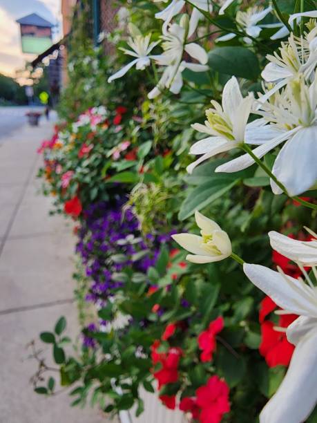 Flowers in the City