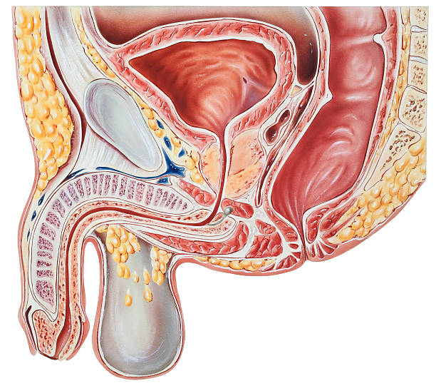 Urinary System - Male Cross Section A cutaway cross section. Shown are the urinary bladder, ureteral orifice, rectum, rectal sphincter, bulbourethral gland (Cowper's gland), fossa navicularis and external meatus of the urethra, dorsal vein of the penis, penis, scrotum, prostate gland, and prostatic fascia. male reproductive system cross section stock illustrations