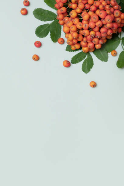 istock Autumn composition with rowan berries and leaves top view on pastel green background composition with copy space 1601404966