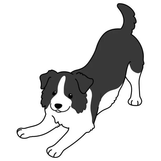 Vector illustration of Simple and cute illustration of Border Collie being playful