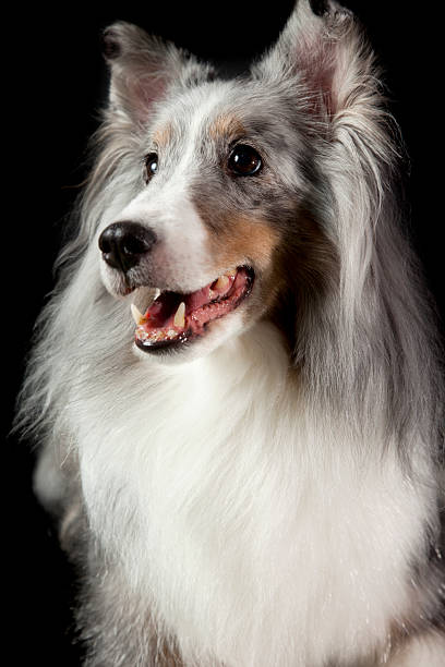 blue merle shetland sheepdog a portrait of a blue merle shetland sheepdog isolated on black sheltie blue merle stock pictures, royalty-free photos & images