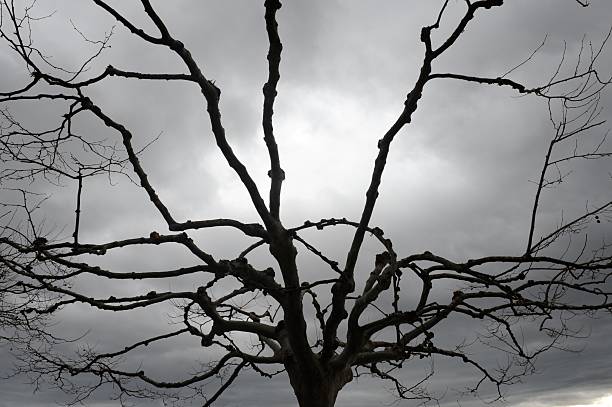 Wintry, stormy, gray sky with tree silhouette stock photo