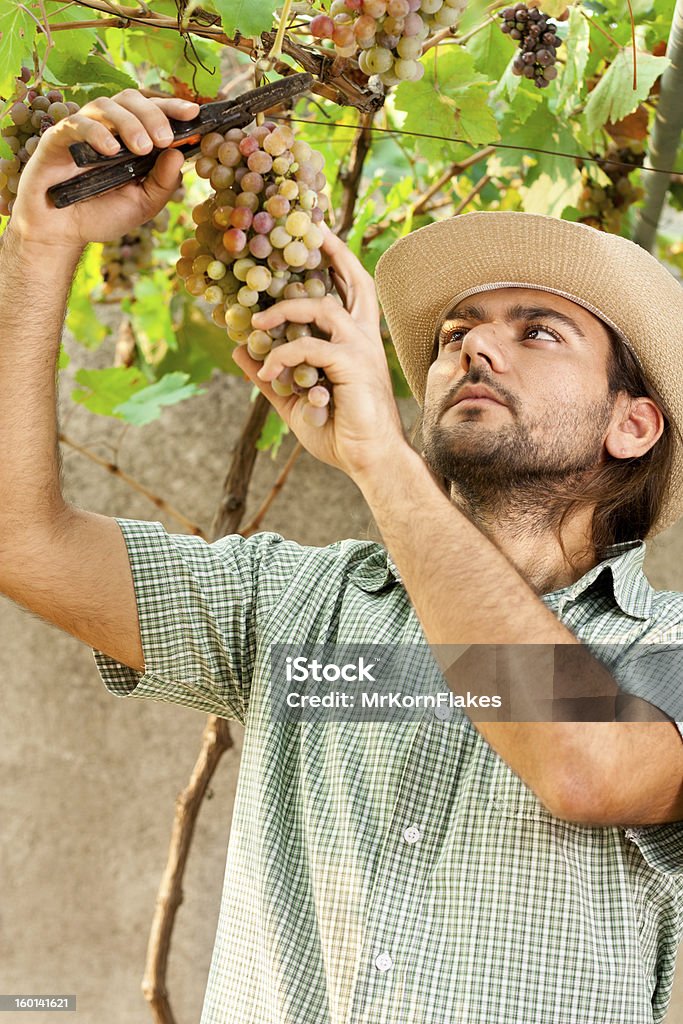 Farmer moderne Weintrauben - Lizenzfrei 25-29 Jahre Stock-Foto