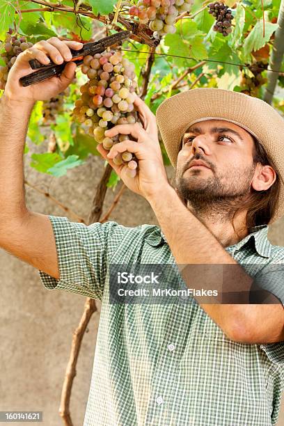 Farmer Moderne Weintrauben Stockfoto und mehr Bilder von 25-29 Jahre - 25-29 Jahre, Altertümlich, Arbeiter